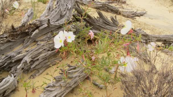 Pustynia Dzikie Kwiaty Widok Malowniczy — Wideo stockowe