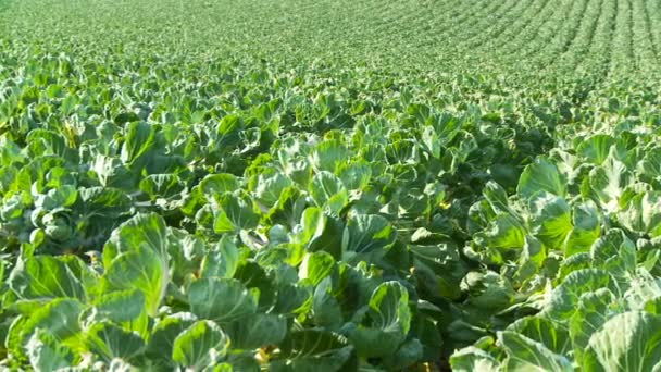 Campo Lleno Hileras Coles Bruselas — Vídeo de stock