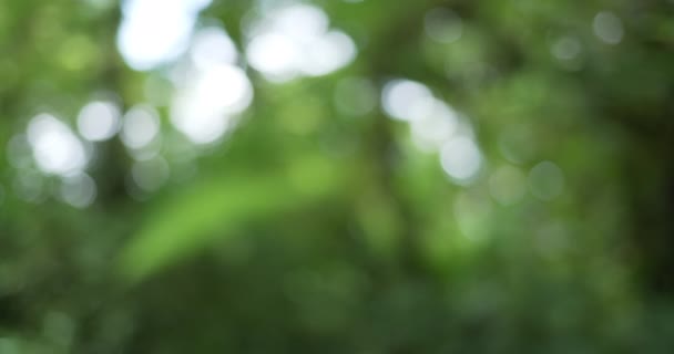 Prachtige Natuur Achtergrond Van Bos Bladeren Met Zon Schijnt Door — Stockvideo