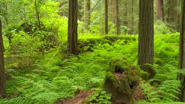 Bosque Secuoyas Durante Día — Vídeo de stock
