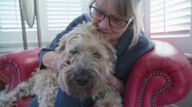 Ev sahiplerinin kucağında oturan kıdemli köpeğin öpücüklerine ve kulak tırmalamalarına yakın çekim. Wheaton Terrier 'i olan yaşlı kadın birlikte vakit geçiriyor. Yavaş çekim 4k