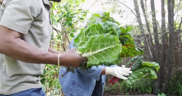 Senior Czarny Para Razem Ogrodnictwo — Wideo stockowe