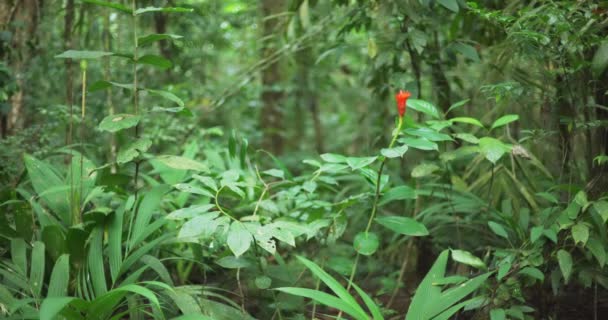 在国家蒙特韦尔德公园里 与红花的异国情调植物紧密相连 茂密的森林植被与藤蔓和树叶 — 图库视频影像