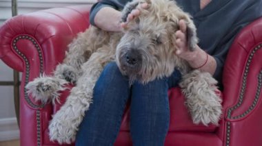 Sahibinin kucağında oturan rahatlamış, yaşlı köpeğin evcil hayvan ve çiziklerine yakın çekim. Wheaton Terrier 'i olan son sınıf öğrencisi bir kadın birlikte vakit geçiriyor. Yavaş çekim 4k