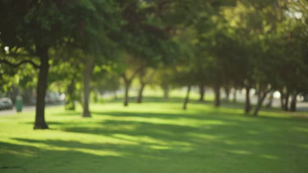 Розмитий Фон Красивого Міського Парку Пишними Деревами Сонячним Світлом Відео — стокове відео