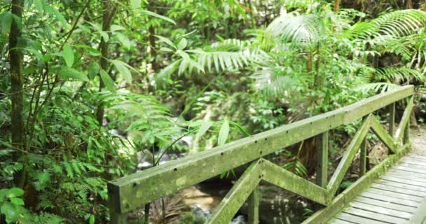 Scenic Mos Overdekte Brug Rivier Stroomt Rotsen Het Tropische Regenwoud — Stockvideo
