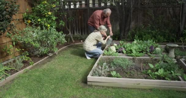 Senior Couple Gardening Together — Wideo stockowe