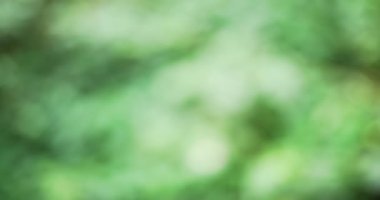 Bereketli orman bitkisinin bulanık arkaplanı güneş ışığıyla aydınlanıyor. Güneş ışığı tropik ormanda tepe örtüsünün içinden gözetliyor. 4k