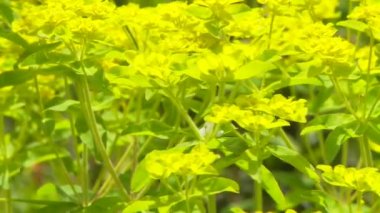 Hardal bitkilerinin yakın çekim alanı.