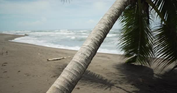 Primer Plano Del Tronco Del Árbol Playa Tropical Costa Rica — Vídeo de stock