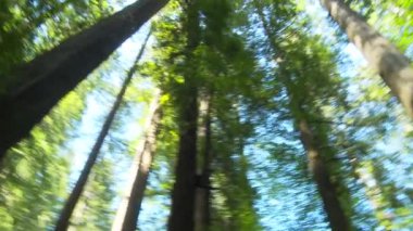 Sekoya ormanında gökyüzüne bakıyorum.