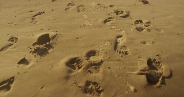 Primer Plano Las Huellas Playa — Vídeo de stock