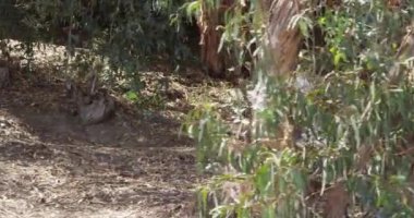 Meksikalı çift dışarıda yürüyüş yapıyor.