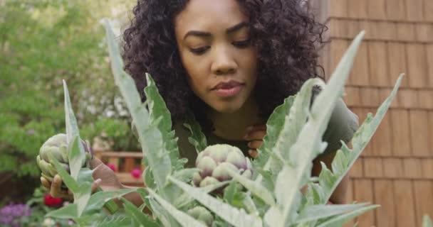 Czarna Kobieta Wygląda Roślin Karczochem — Wideo stockowe