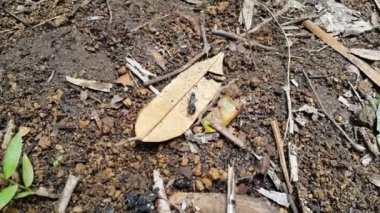 Insect footage in the forest