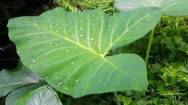Very fresh taro leaf footage. 4K footage.