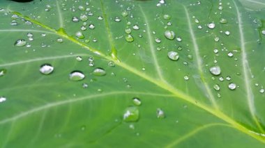 Çok taze taro yaprağı görüntüleri..