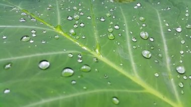 Çok taze taro yaprağı görüntüleri..