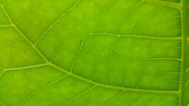 Footage of very fresh light green leaves.
