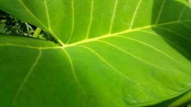 Çok taze taro yaprağı görüntüleri..