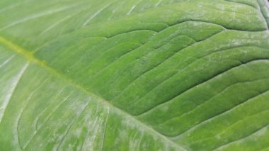 arkaplanlı yeşil yaprak dokusu, kapat, makro