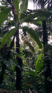 Ormanda muz ağacı.