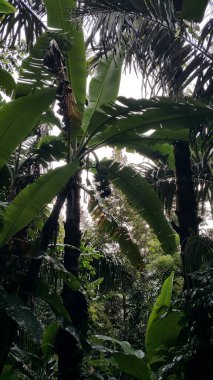 Ormanda muz ağacı.