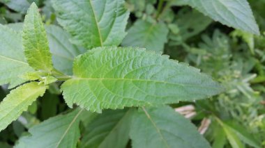 arkaplanlı yeşil yaprak dokusu, kapat, makro