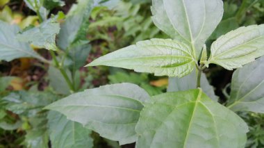 arkaplanlı yeşil yaprak dokusu, kapat, makro