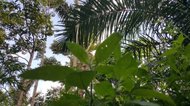 Ormanın güzel manzarası