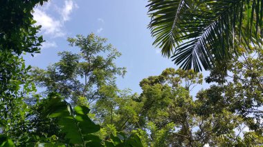 Ormanın güzel manzarası