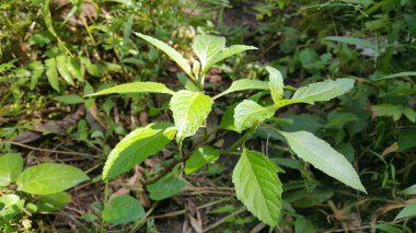 Ormandaki bir bitkinin yeşil yaprakları