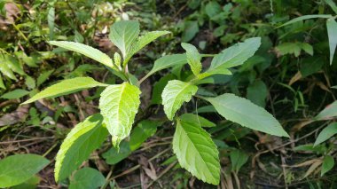 Bahçedeki bir bitkinin yeşil yaprakları
