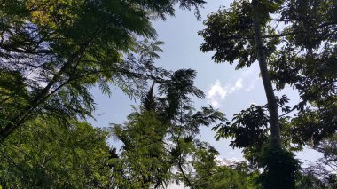 Ormanın güzel manzarası