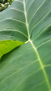 yeşil yapraklar, bitkiler ve yapraklar