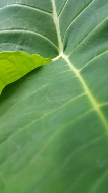 yeşil yaprak dokusu, arkaplan, kapat