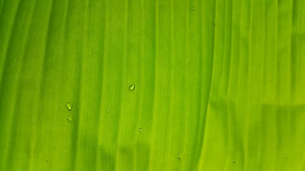 Zielony Liść Tekstury Tłem Zbliżenie Makro — Zdjęcie stockowe