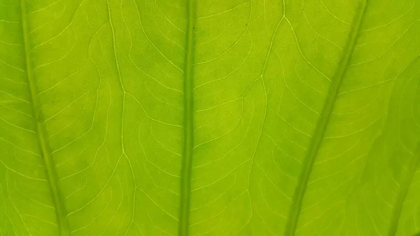 Зеленый Лист Текстуры Фон — стоковое фото