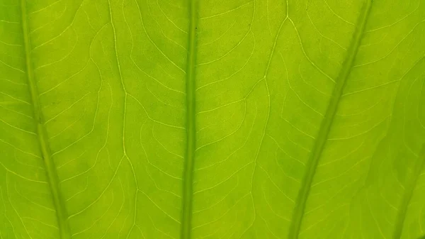 Texture Feuille Verte Fond — Photo