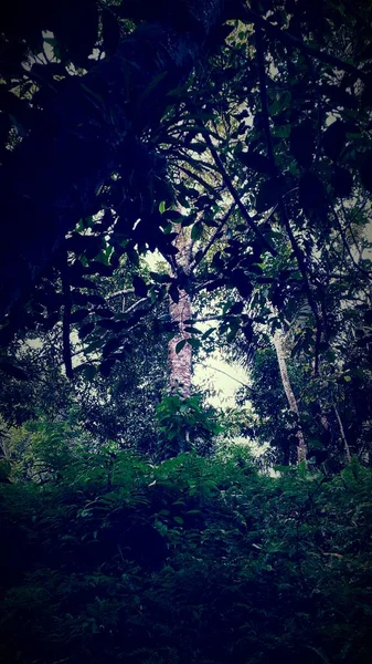 森の美しい景色 — ストック写真