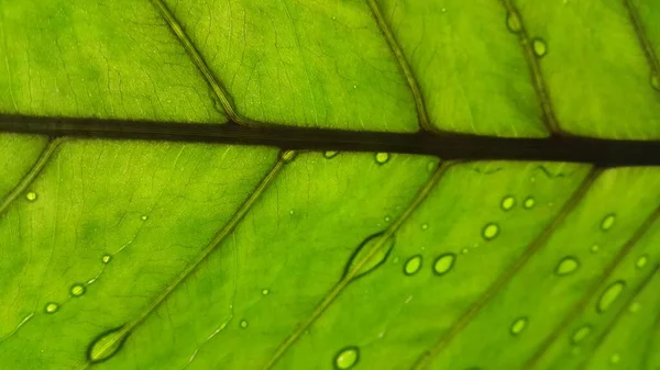 Textura Folha Verde Com Fundo Close Macro — Fotografia de Stock