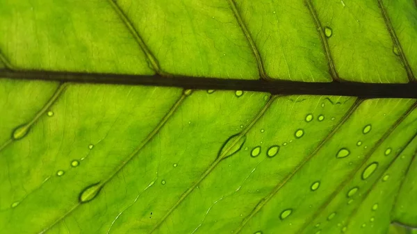 Textura Folha Verde Com Fundo Close Macro — Fotografia de Stock