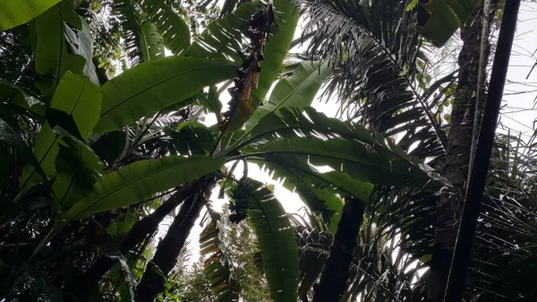 Banánový Strom Lese — Stock fotografie