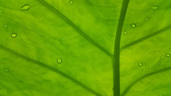 Zelená Listová Textura Pozadím Zblízka Makro — Stock fotografie