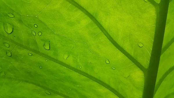 Zelená Listová Textura Pozadím Zblízka Makro — Stock fotografie