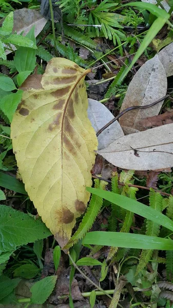 Коричневые Листья Флора Листва — стоковое фото