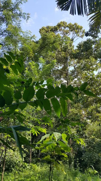 Daun Hijau Dari Pohon Hutan — Stok Foto
