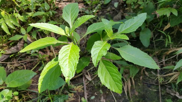 Feuilles Vertes Une Plante Dans Jardin — Photo