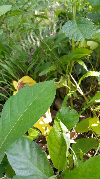 Πράσινο Φύλλο Υφή Φόντο Κοντινό Πλάνο Μακροεντολή — Φωτογραφία Αρχείου
