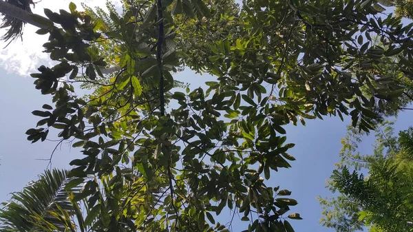 Ormanın güzel manzarası